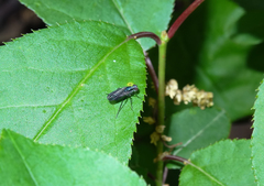 Rhaphium