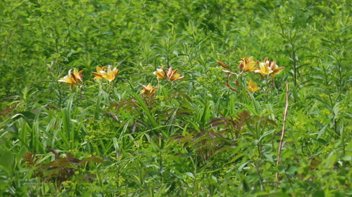 Image of Hemerocallis dumortieri by no rights reserved