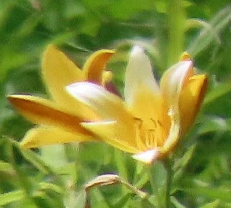 Hemerocallis dumortieri