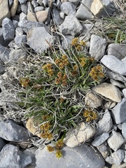 Lomatium graveolens alpinum