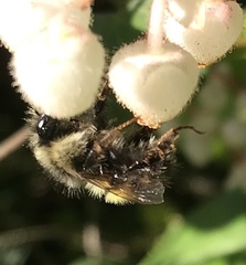 Bombus sitkensis
