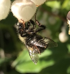Bombus sitkensis