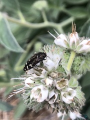 Acmaeodera hepburnii
