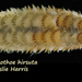 Harmothoe hirsuta - Photo (c) Leslie Harris, algunos derechos reservados (CC BY-NC), subido por Leslie Harris