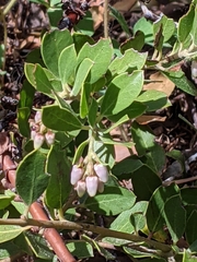 Arctostaphylos nevadensis
