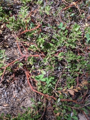Arctostaphylos nevadensis