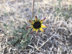 Berlandiera lyrata