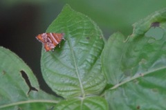 Choreutis orthogona