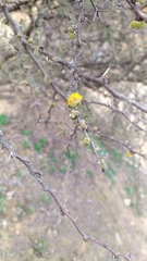 Vachellia caven