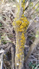 Lecanoromycetes