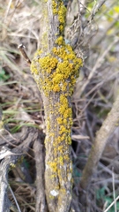 Lecanoromycetes