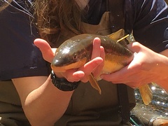 Catostomus catostomus