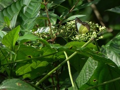 Appias lyncida vasava