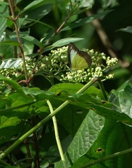 Appias lyncida vasava