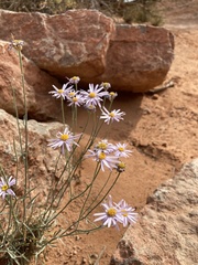 Erigeron utahensis