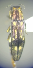Agrilus scitulus