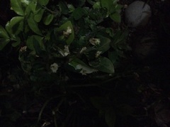 Balsaminaceae