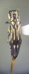 Agrilus limpiae