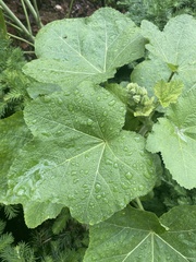 Alcea