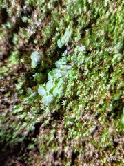 Lunularia cruciata