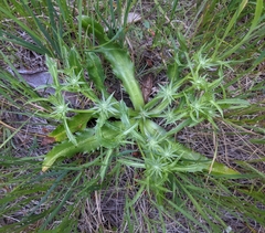 Eryngium armatum