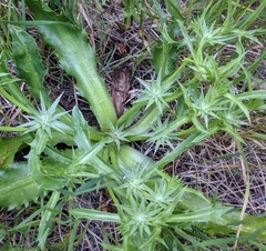 Eryngium armatum