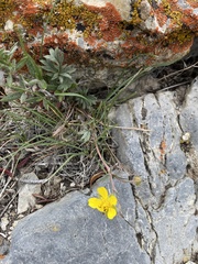 Potentilla multisecta