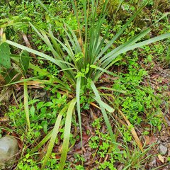 Dasylirion berlandieri