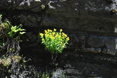 Arnica lanceolata