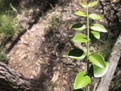 Strychnos psilosperma