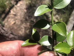 Strychnos psilosperma