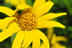 Arnica lanceolata
