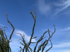 Fouquieria splendens