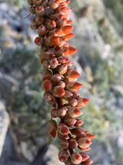 Fouquieria splendens