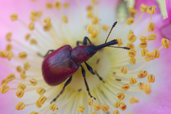 Merhynchites wickhami