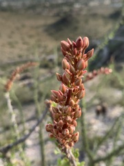 Fouquieria splendens