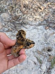 Pisolithus croceorrhizus
