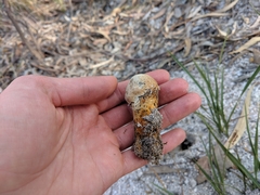 Pisolithus croceorrhizus