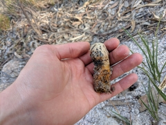 Pisolithus croceorrhizus