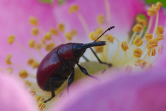 Merhynchites wickhami