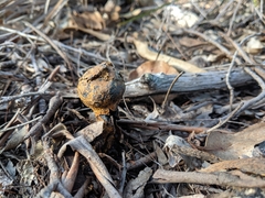Pisolithus croceorrhizus