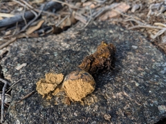 Pisolithus croceorrhizus