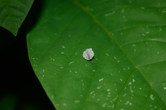 Chrysopidae