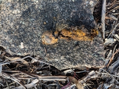 Pisolithus croceorrhizus