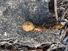 Pisolithus croceorrhizus