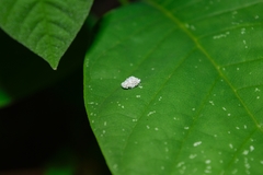 Chrysopidae