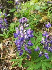 Lupinus nootkatensis