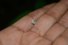 Chrysopidae