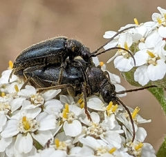 Brachysomida californica
