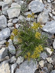 Lomatium graveolens alpinum